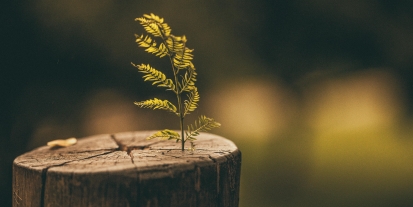 Lewy Cisimciklerinin Marifeti